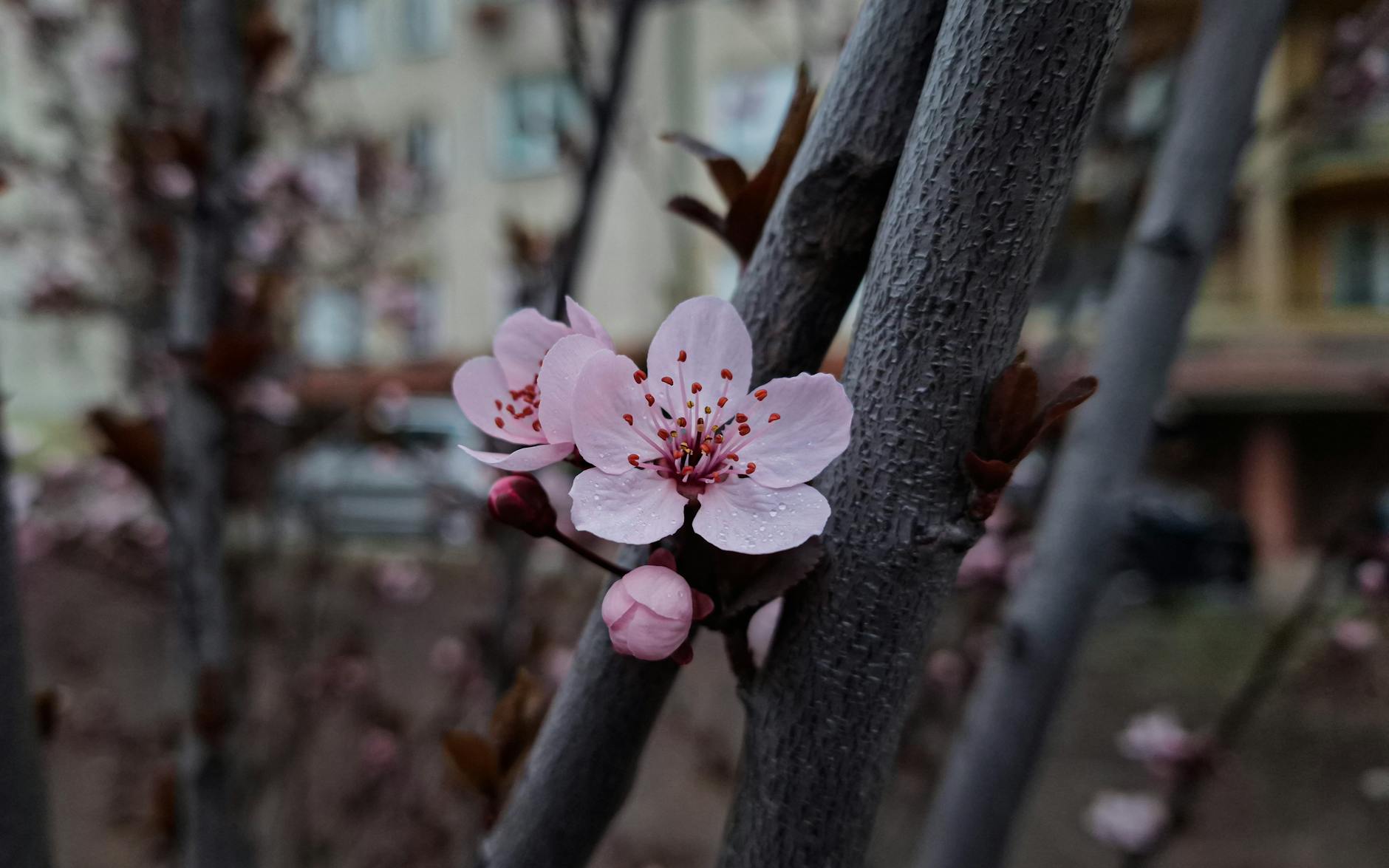Kwitnące drzewa wiśni i czereśni tworzące biało-różowe chmury nad Konstantynowem Łódzkim.